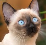 Chocolate Point siamese cay