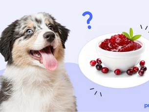 dog with tongue out next to a bowl of cranberries