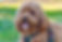 cavapoo