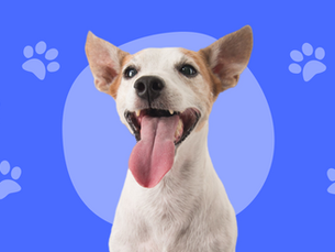 Why Do Dogs Lick You?