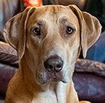great dane