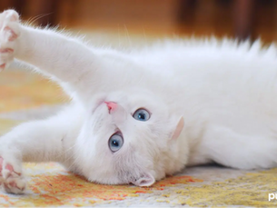 Why Do Cats Knead? 8 Common Reasons Why