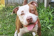 Pit Bull
Labrador