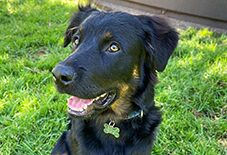 Rottweiler
Poodle
