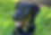 Rottweiler
Poodle