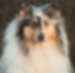 collie