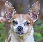 rat terrier