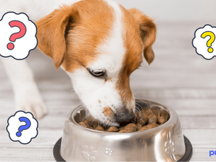 tan and white puppy leaning down to eat dog food out of a metal bowl with three clouds with question marks in the middle