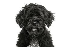 Portuguese Water Dog