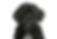 Portuguese Water Dog
