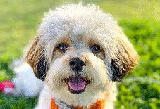 Maltese
Poodle