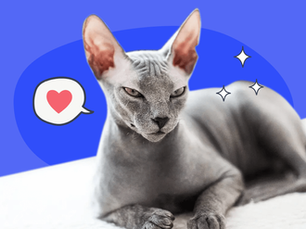 hairless cat laying down with a small cartoon heart near it