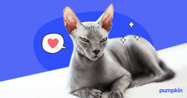 Top breeds often recommended as the best cats for people with allergies