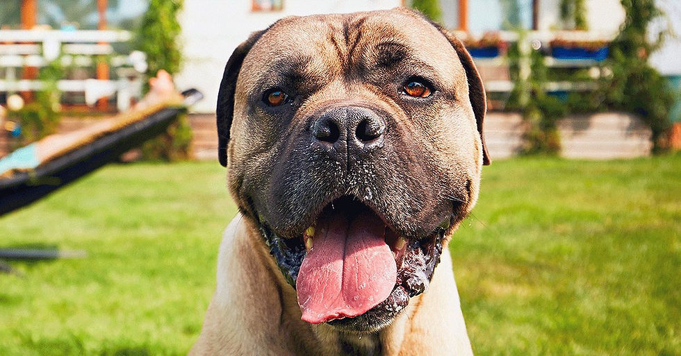 Cane Corso