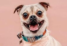 Chihuahua
Pug