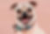 Chihuahua
Pug