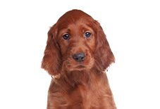 irish setter