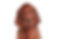 irish setter