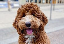 Cocker Spaniel
Poodle