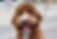 Cocker Spaniel
Poodle