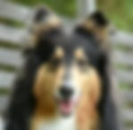 collie