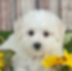 Maltipoo