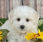 Maltipoo