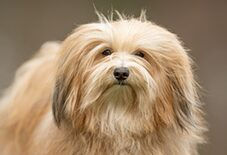 havanese