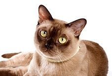burmese