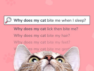 cat looking up with text above it that reads "why does my cat bite me when I sleep?"
