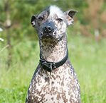 xoloitzcuintlis