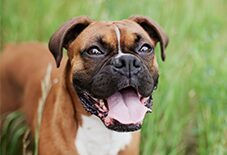 boxer