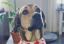 Rhodesian Ridgeback
German Shepherd
