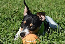rat terrier puppy