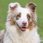 mini american shepherd
