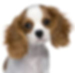 cavalier king charles 
