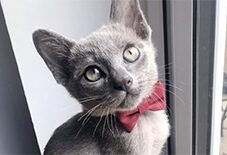 Burmese & Siamese (Tonkinese)
