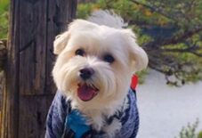 Coton de Tulear
Maltese