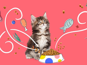 The Ultimate Guide to 2023's Best Cat Food