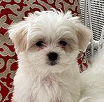maltese