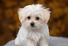 maltese