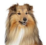shetland sheepdog