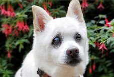 Lhasa Apso
American Eskimo