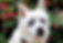 Lhasa Apso
American Eskimo
