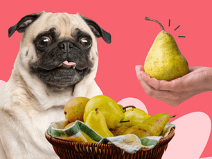 dog with a bowl of pears