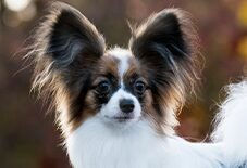 Papillon