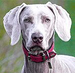great dane