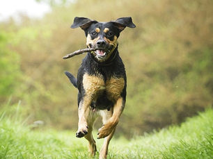 dog running with stick in mouth