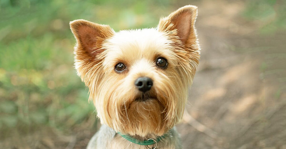 Yorkie