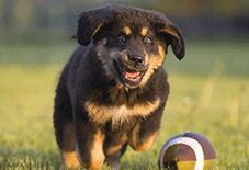 tibetian mastiff puppy